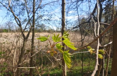 Zabytkowy park na sprzedaż Dębe Wielkie, Ruda, Mazowieckie, Zdjęcie 4/24
