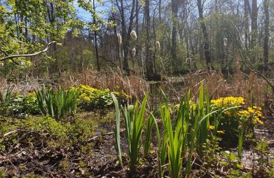 Zabytkowy park na sprzedaż Dębe Wielkie, Ruda, Mazowieckie, Zdjęcie 6/24