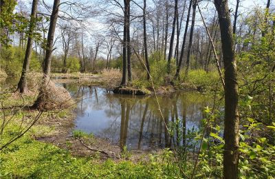 Zabytkowy park na sprzedaż Dębe Wielkie, Ruda, Mazowieckie, Zdjęcie 8/24