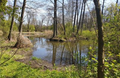 Zabytkowy park na sprzedaż Dębe Wielkie, Ruda, województwo mazowieckie:  