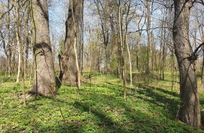 Zabytkowy park na sprzedaż Dębe Wielkie, Ruda, Mazowieckie, Zdjęcie 12/24
