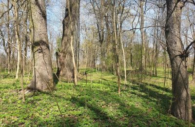 Zabytkowy park na sprzedaż Dębe Wielkie, Ruda, województwo mazowieckie:  