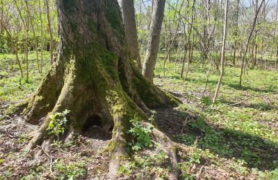 Zabytkowy park na sprzedaż Dębe Wielkie, Ruda, województwo mazowieckie:  