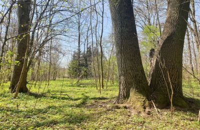 Zabytkowy park na sprzedaż Dębe Wielkie, Ruda, Mazowieckie, Zdjęcie 19/24
