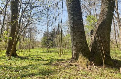 Zabytkowy park na sprzedaż Dębe Wielkie, Ruda, województwo mazowieckie:  