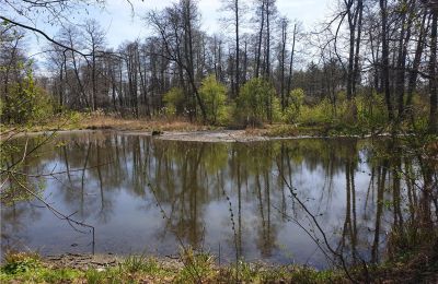 Zabytkowy park na sprzedaż Dębe Wielkie, Ruda, Mazowieckie, Zdjęcie 20/24