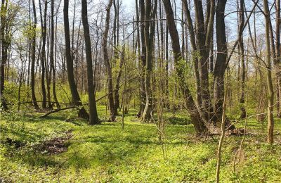 Zabytkowy park na sprzedaż Dębe Wielkie, Ruda, Mazowieckie, Zdjęcie 21/24