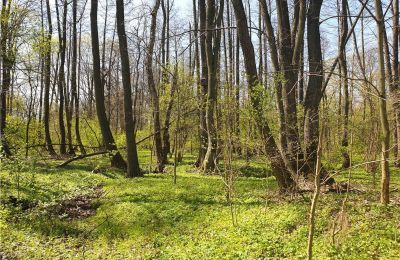 Zabytkowy park na sprzedaż Dębe Wielkie, Ruda, województwo mazowieckie:  