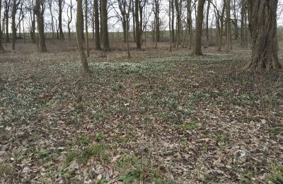 Dwór na sprzedaż Bolkowice, Zachodniopomorskie, Park