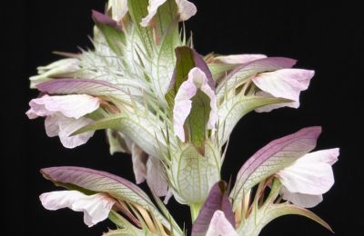 Pałac na sprzedaż 91792 Ellingen, An der Vogtei 2, Bawaria, Akanthus