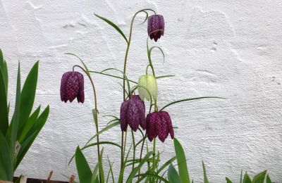 Pałac na sprzedaż 91792 Ellingen, An der Vogtei 2, Bawaria, Zdjęcie 38/61