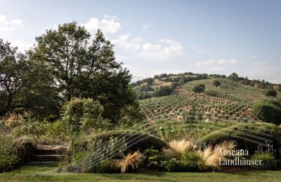 Dom na wsi na sprzedaż Manciano, Toskania:  RIF 3084 Blick auf Olivenhain