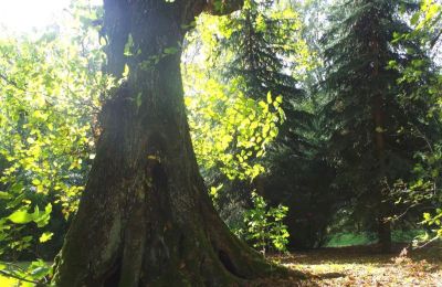 Dwór na sprzedaż Paplin, Dwór w Paplinie, Mazowieckie, Zdjęcie 17/20
