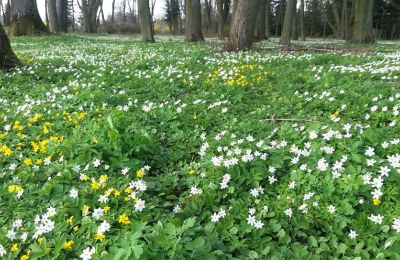 Dwór na sprzedaż Paplin, Dwór w Paplinie, Mazowieckie, Zdjęcie 18/20