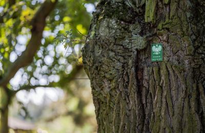 Dwór na sprzedaż Mazowieckie, Zdjęcie 8/16