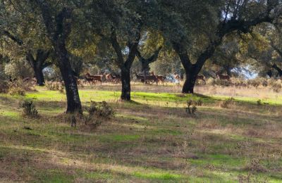 Zamek na sprzedaż San Vicente de Alcántara, Estremadura, Zdjęcie 35/36