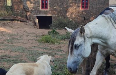 Dwór na sprzedaż Galicja, Zdjęcie 13/48