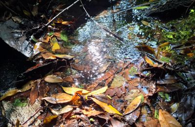 Dwór na sprzedaż Galicja, Zdjęcie 33/48