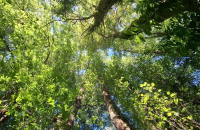 Dwór na sprzedaż Galicja, Zdjęcie 34/48