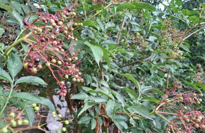 Dwór na sprzedaż Galicja, Zdjęcie 37/48