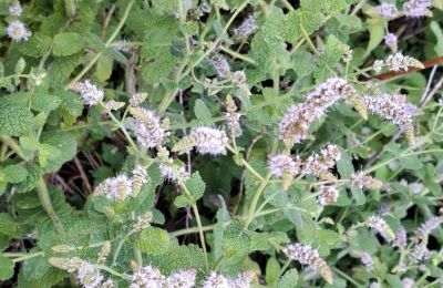 Dwór na sprzedaż Galicja, Zdjęcie 39/48