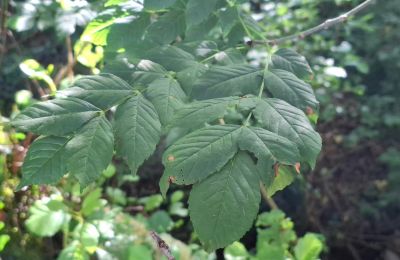 Dwór na sprzedaż Galicja, Zdjęcie 40/48