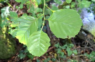 Dwór na sprzedaż Galicja, Zdjęcie 41/48