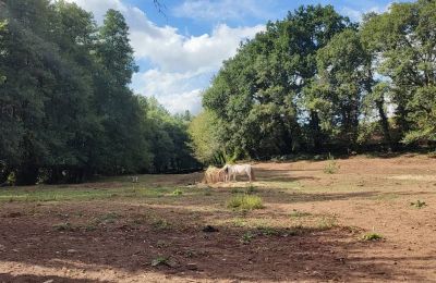 Dwór na sprzedaż Galicja, Zdjęcie 46/48