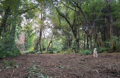 Dwór na sprzedaż Galicja, Zdjęcie 48/48