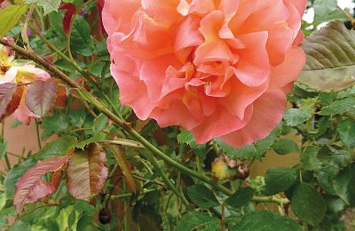 Zamek na sprzedaż Meklemburgia-Pomorze Przednie, Zdjęcie 81/97