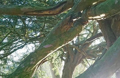 Zamek na sprzedaż Meklemburgia-Pomorze Przednie, Zdjęcie 58/97