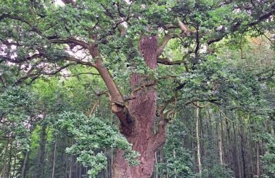 Zamek na sprzedaż Meklemburgia-Pomorze Przednie, Zdjęcie 66/97