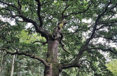 Zamek na sprzedaż Meklemburgia-Pomorze Przednie, Zdjęcie 8/97