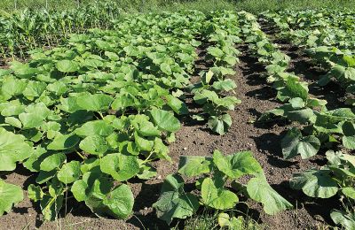 Zamek na sprzedaż Meklemburgia-Pomorze Przednie, Zdjęcie 60/97