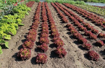 Zamek na sprzedaż Meklemburgia-Pomorze Przednie, Zdjęcie 59/97