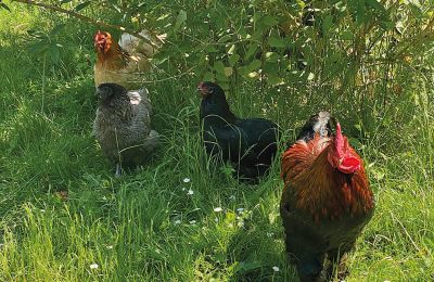 Zamek na sprzedaż Meklemburgia-Pomorze Przednie, Zdjęcie 73/97