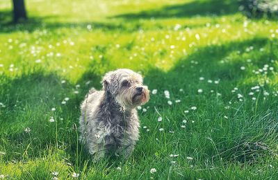 Zamek na sprzedaż Meklemburgia-Pomorze Przednie, Zdjęcie 75/97