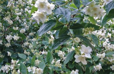 Zamek na sprzedaż Meklemburgia-Pomorze Przednie, Zdjęcie 72/97