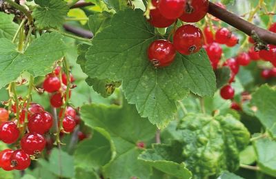 Zamek na sprzedaż Meklemburgia-Pomorze Przednie, Zdjęcie 78/97