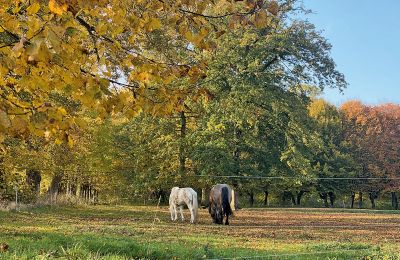 Zamek na sprzedaż Meklemburgia-Pomorze Przednie, Zdjęcie 76/97