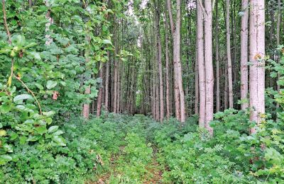 Zamek na sprzedaż Meklemburgia-Pomorze Przednie, Zdjęcie 65/97