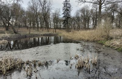 Dwór na sprzedaż Bolkowice, Dwór w Bolkowicach, Zachodniopomorskie, Park