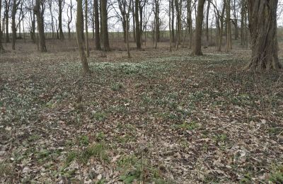 Dwór na sprzedaż Bolkowice, Dwór w Bolkowicach, Zachodniopomorskie, Działka