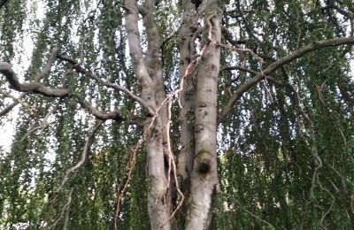 Pałac na sprzedaż Kostrzyna, Kostrzyna 38, Dolnośląskie, Zdjęcie 13/19