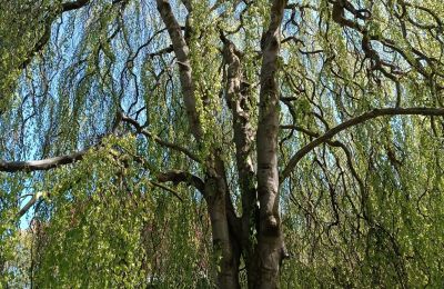 Pałac na sprzedaż Kostrzyna, Kostrzyna 38, Dolnośląskie, Zdjęcie 14/19