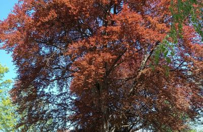 Pałac na sprzedaż Kostrzyna, Kostrzyna 38, Dolnośląskie, Zdjęcie 15/19