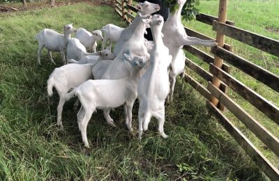 Herrgård till salu Vandzene, Kurzeme, Bild 5/7