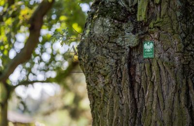Dwór na sprzedaż Trębki Nowe, Mazowieckie, Zdjęcie 8/16