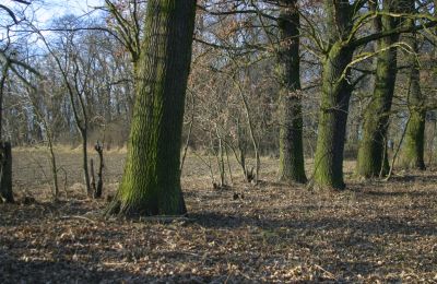 Dwór na sprzedaż Rogów Wołowski, Dolnośląskie, Zdjęcie 13/25