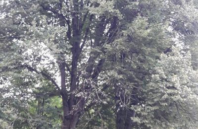 Dwór na sprzedaż Lure, Rue Kleber 8, Burgundia-Franche-Comté, Zdjęcie 35/60